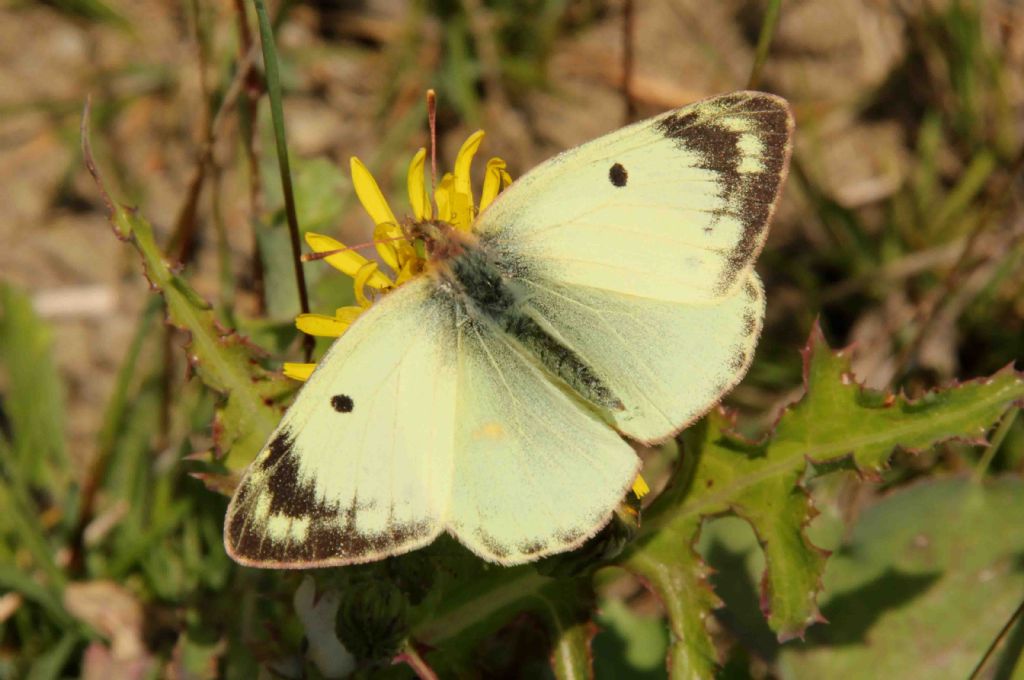 Colias crocea  forma helice???